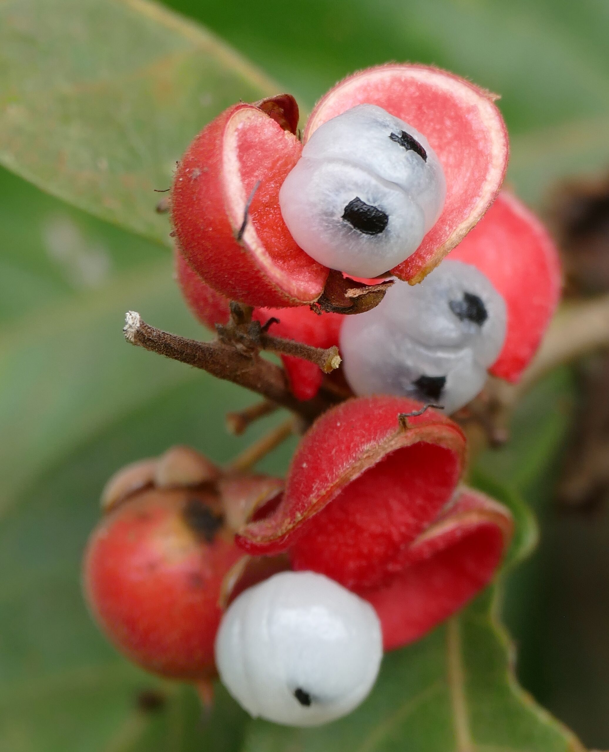 Guaran Paullinia Cupana Fruits