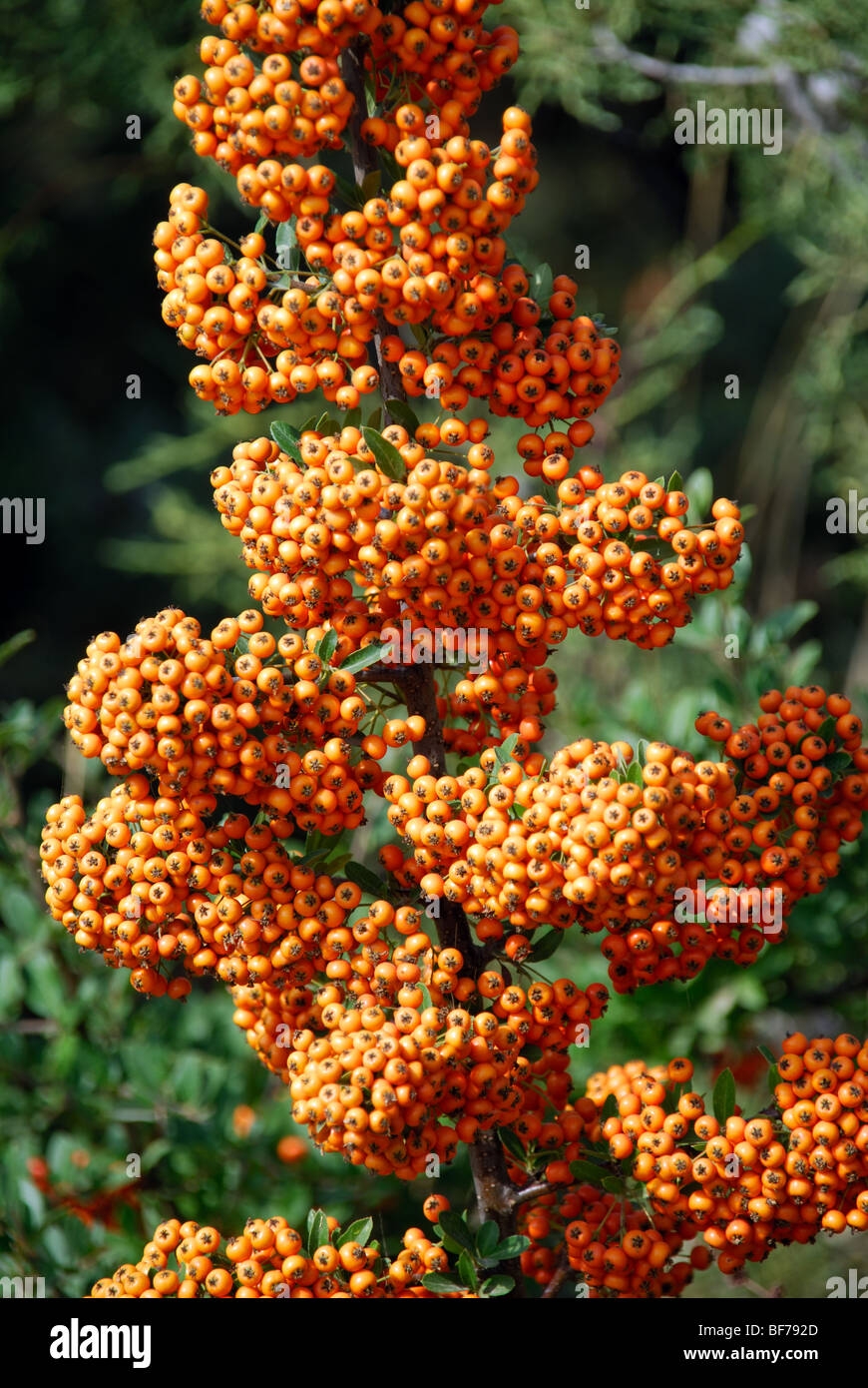 guarana fruit pictures