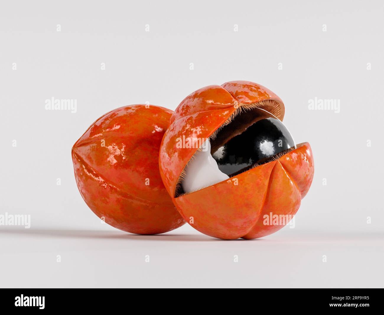 Guarana Fruit From The Amazon With Apparent Seed Without Leaves 