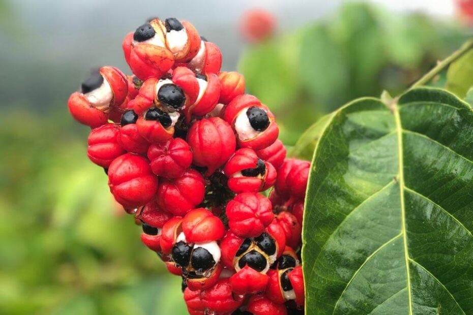 Guarana Nexira