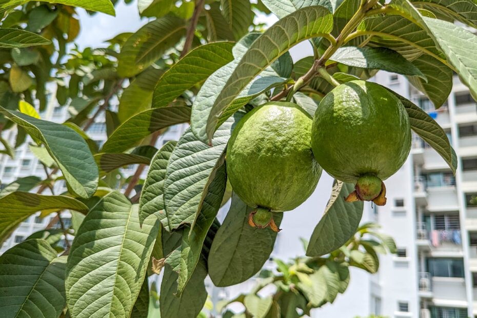 Guava