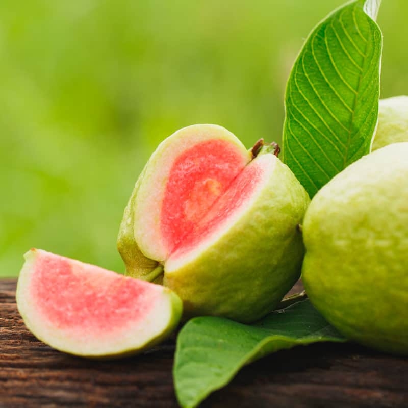 guava fruit picture