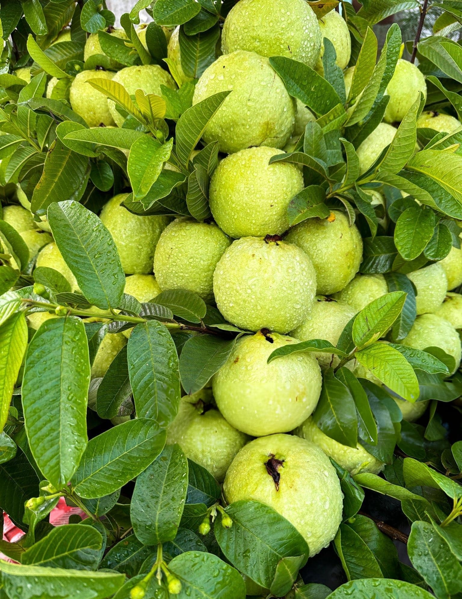 guava fruit tree pictures