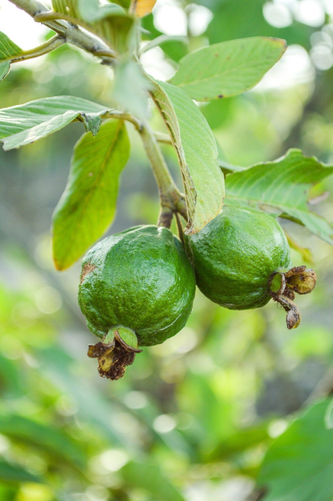 Guava Tree Information Growing And Caring For A Guava Tree 