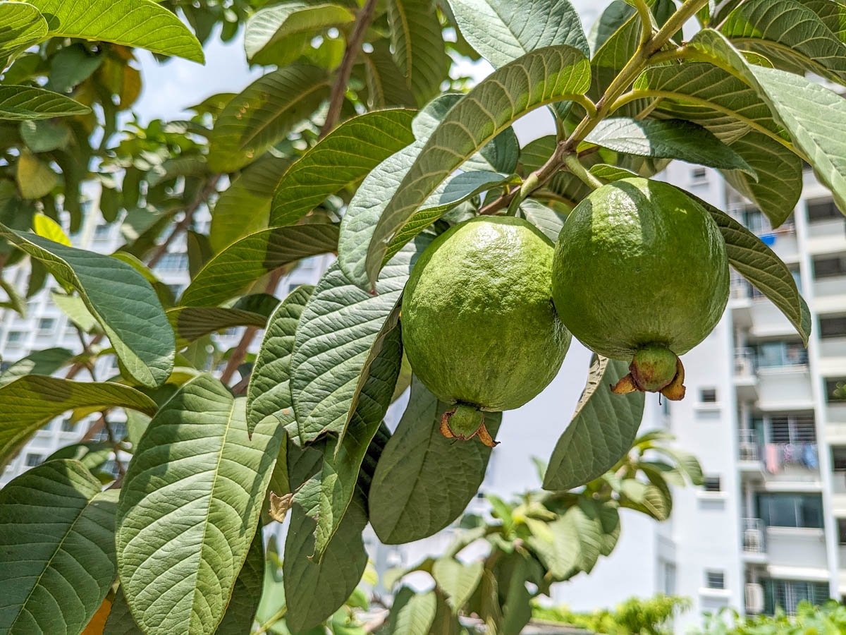 Guava