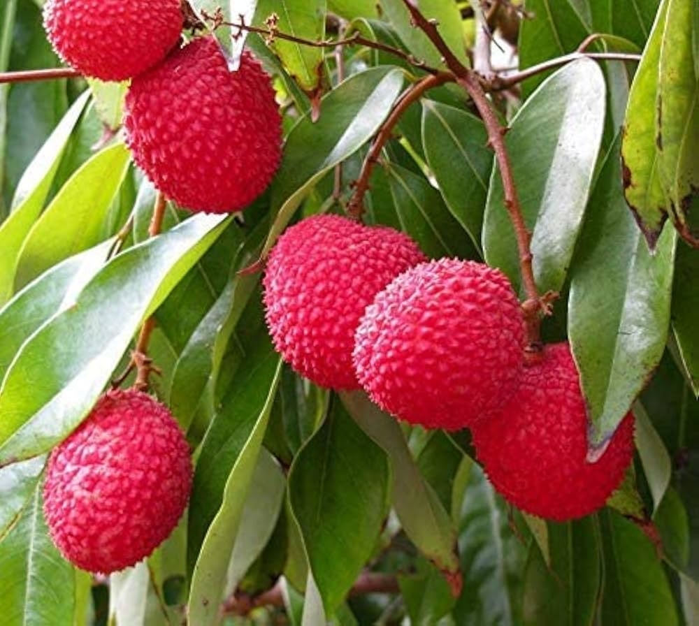 lychee fruit picture