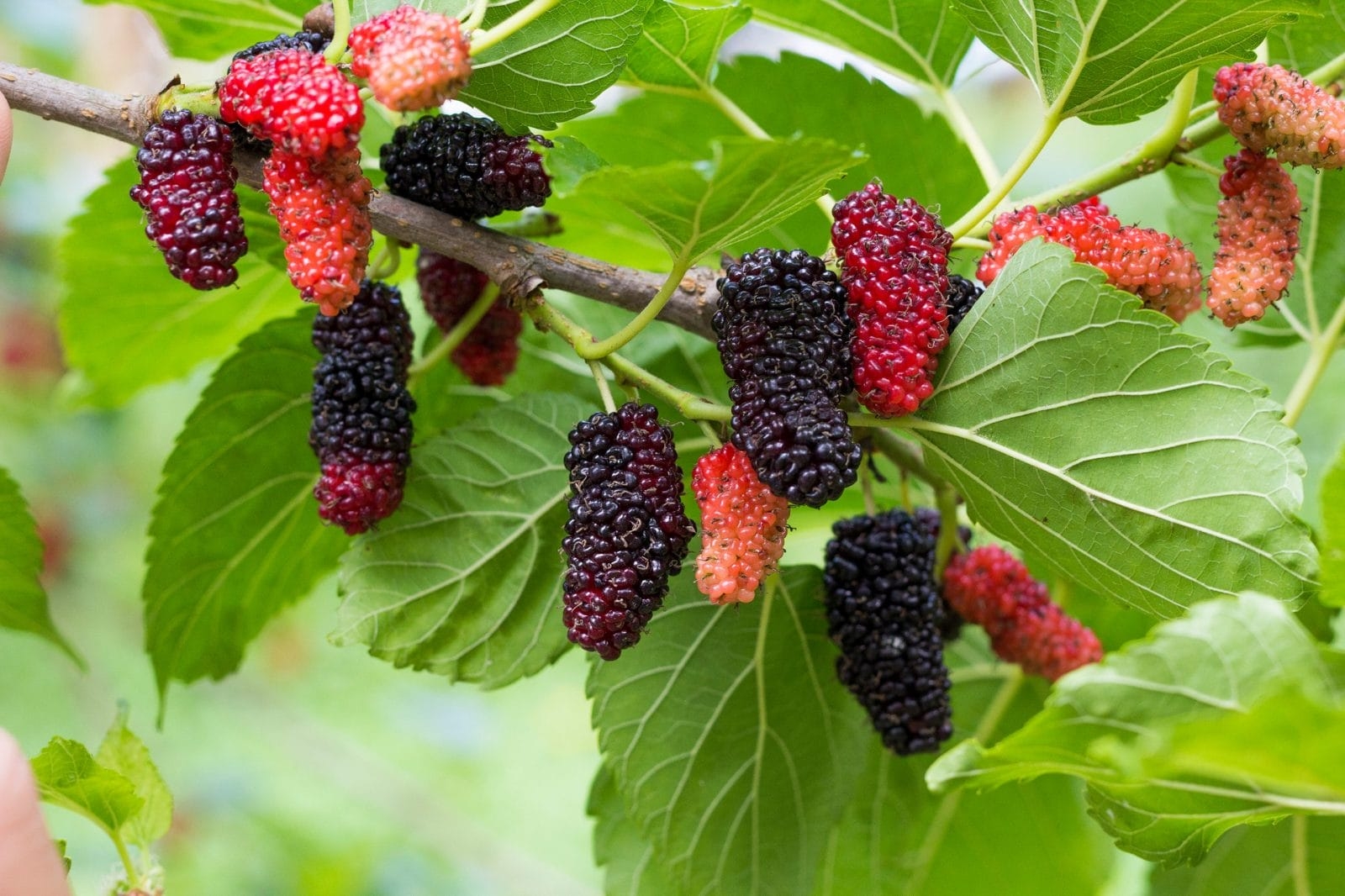 How And Why You Should Grow A Mulberry Tree One Green Planet