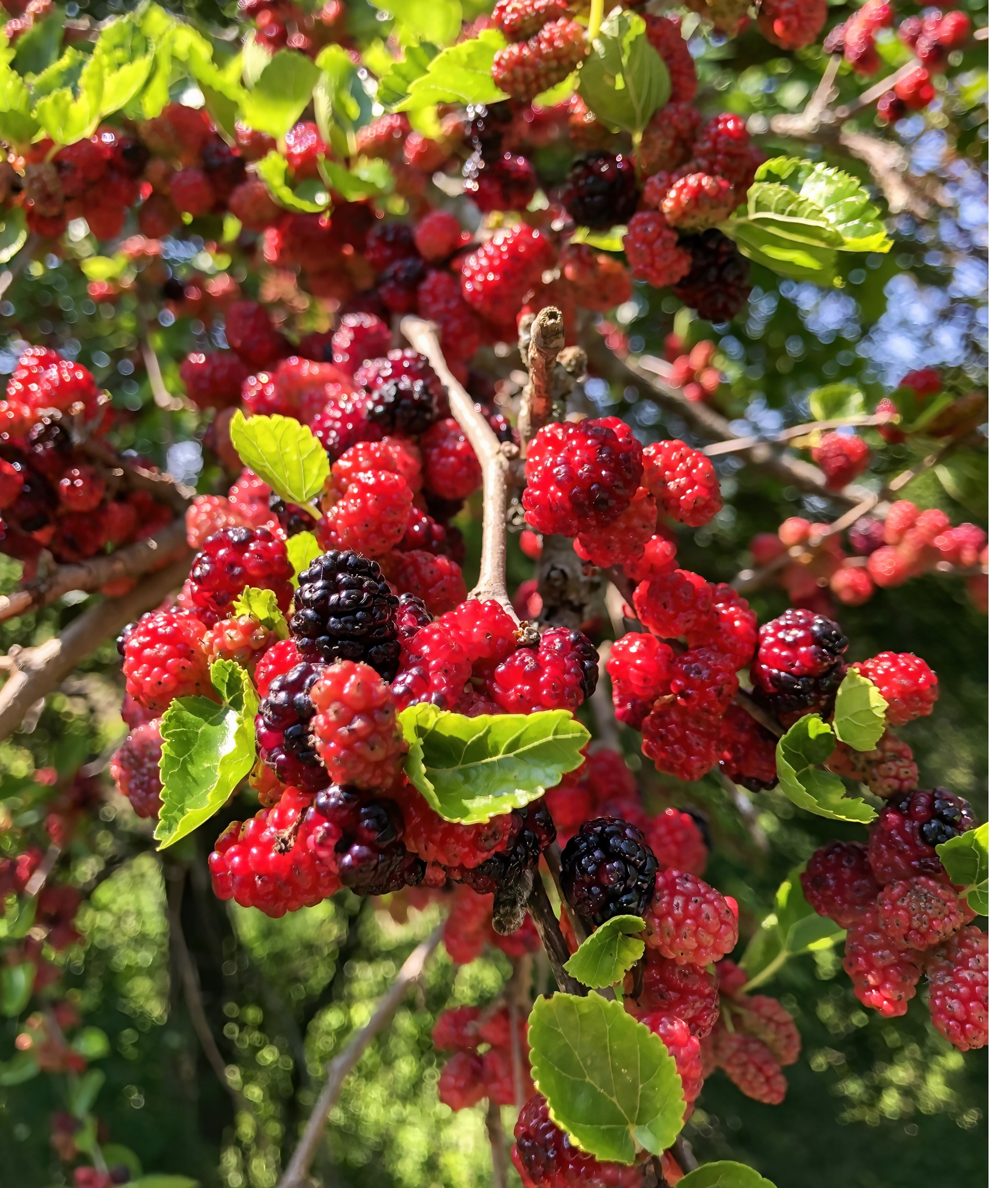 How To Get A Mulberry Tree To Fruit 3 Expert Tips Homes And Gardens