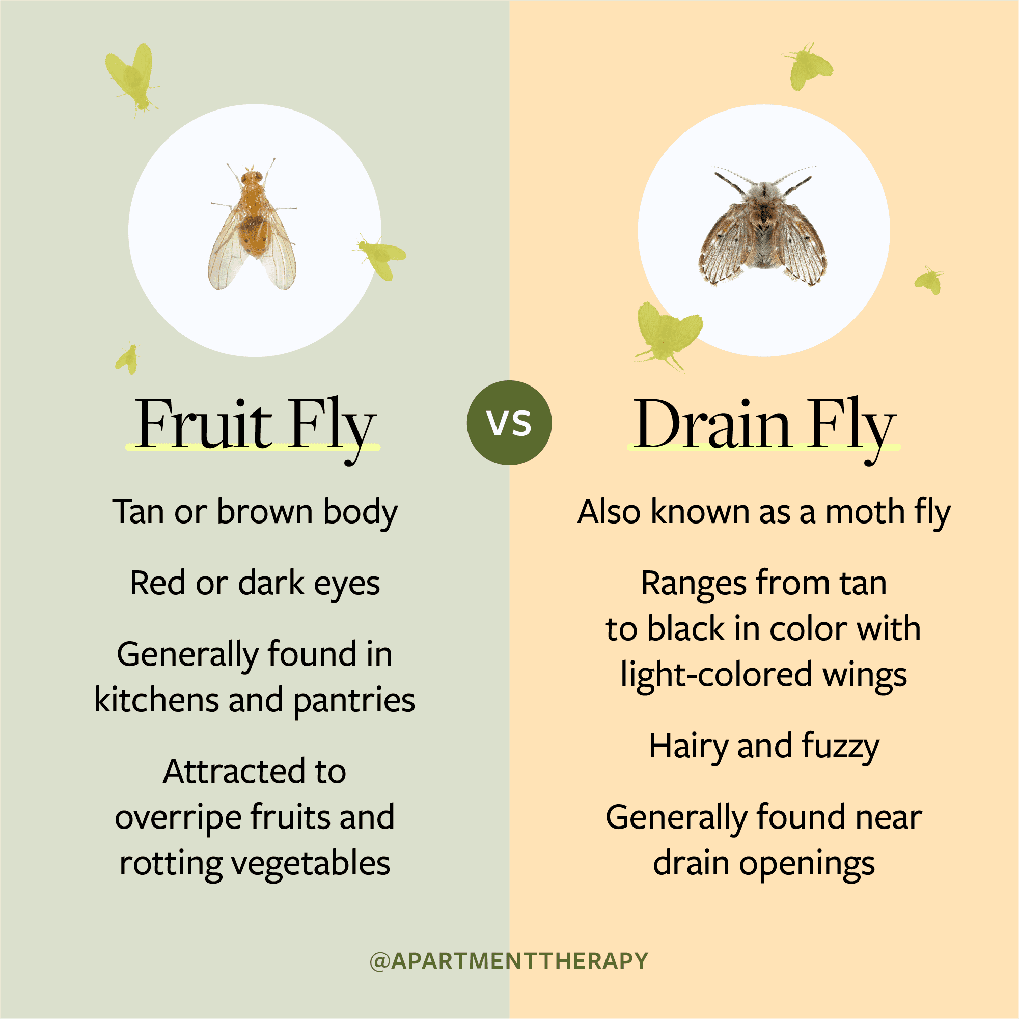 How To Get Rid Of Drain U0026 Fruit Flies Apartment Therapy