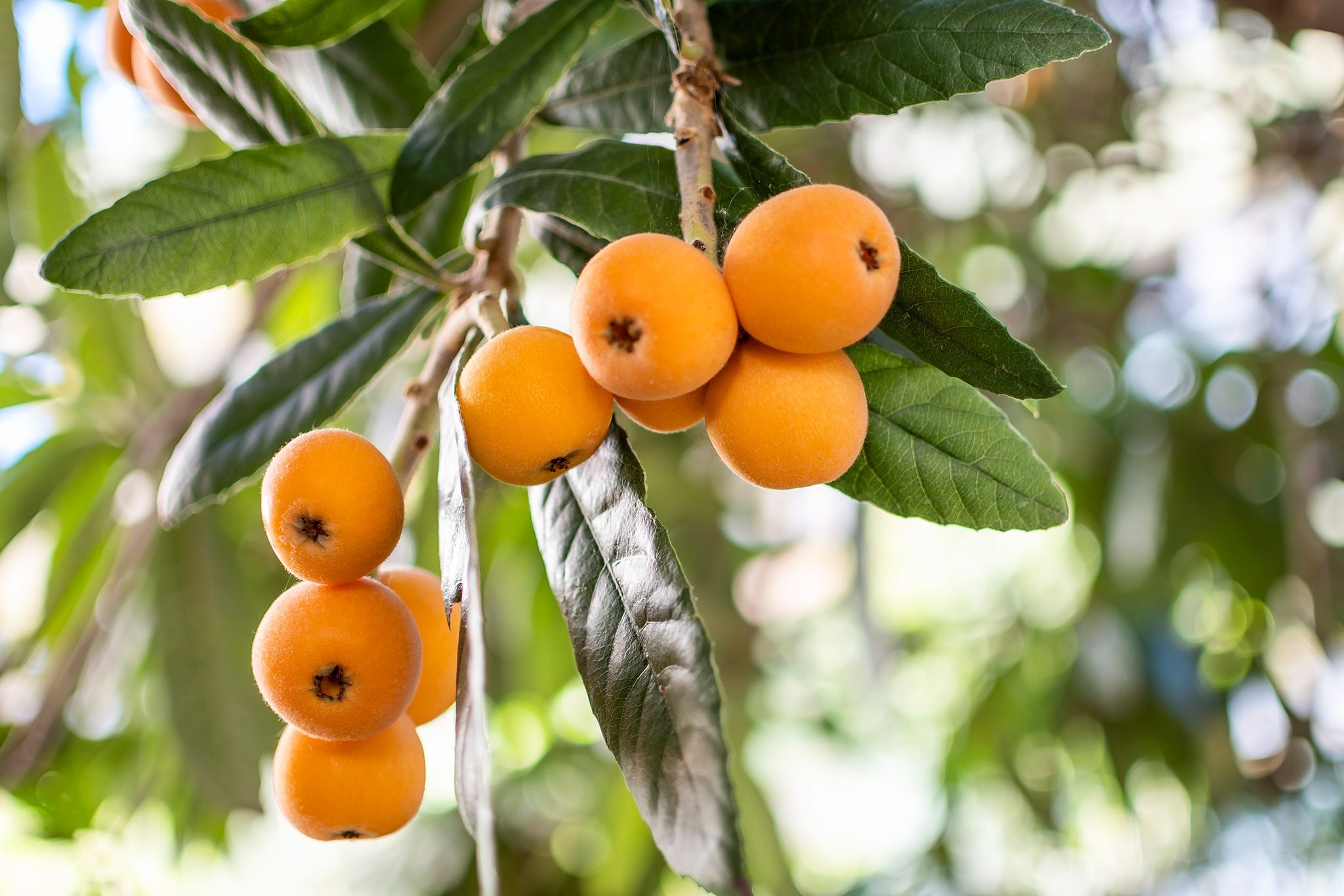 How To Grow And Care For A Loquat Tree BBC Gardeners World Magazine