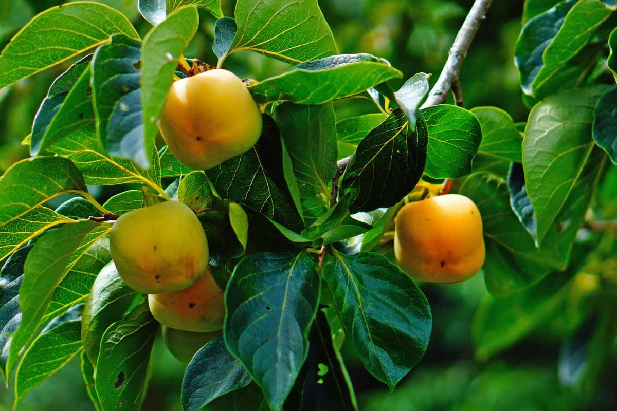 How To Grow And Care For American Persimmon Trees