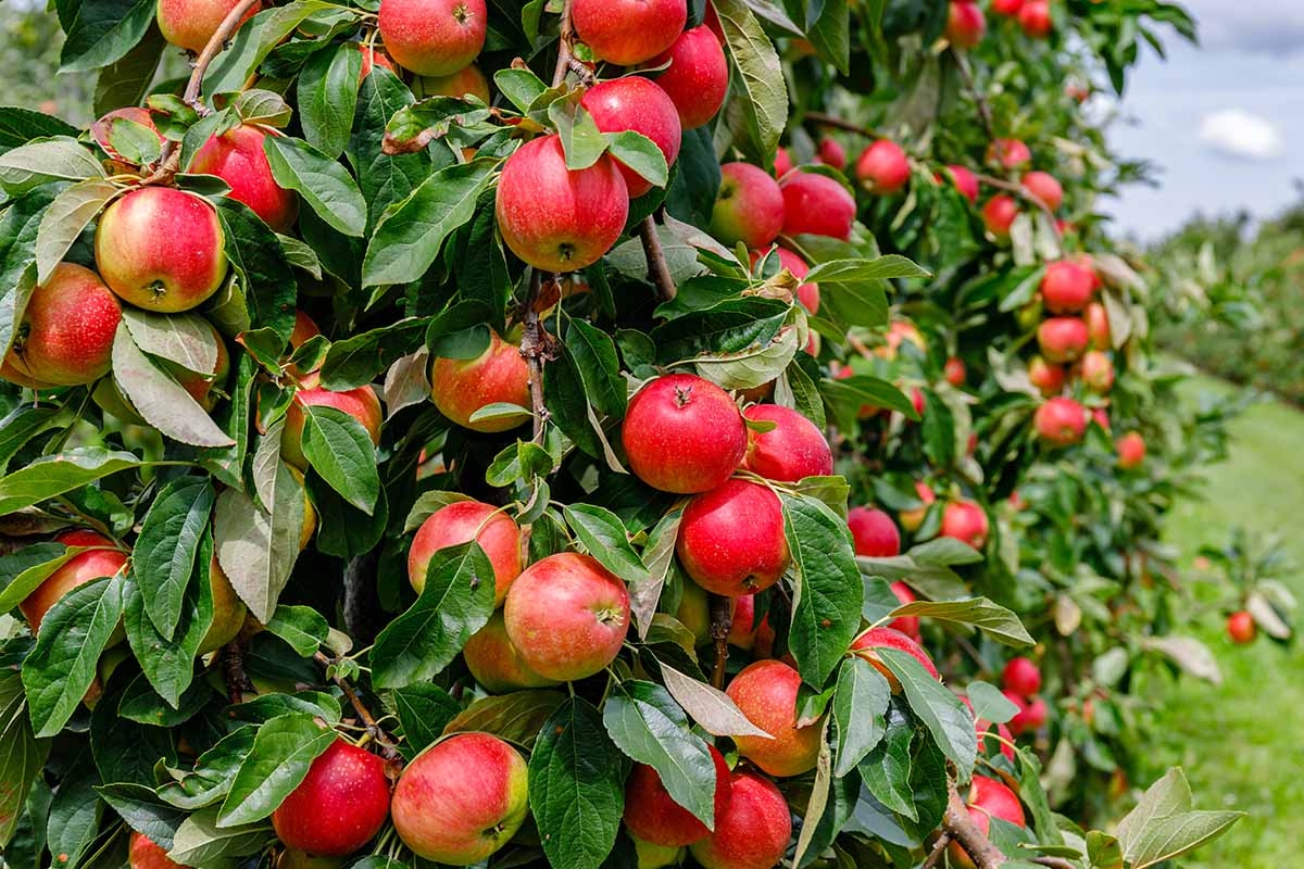 How To Grow And Care For Apple Trees Gardener s Path