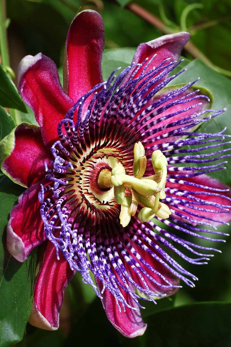 How To Grow And Care For Passionflowers Gardener s Path