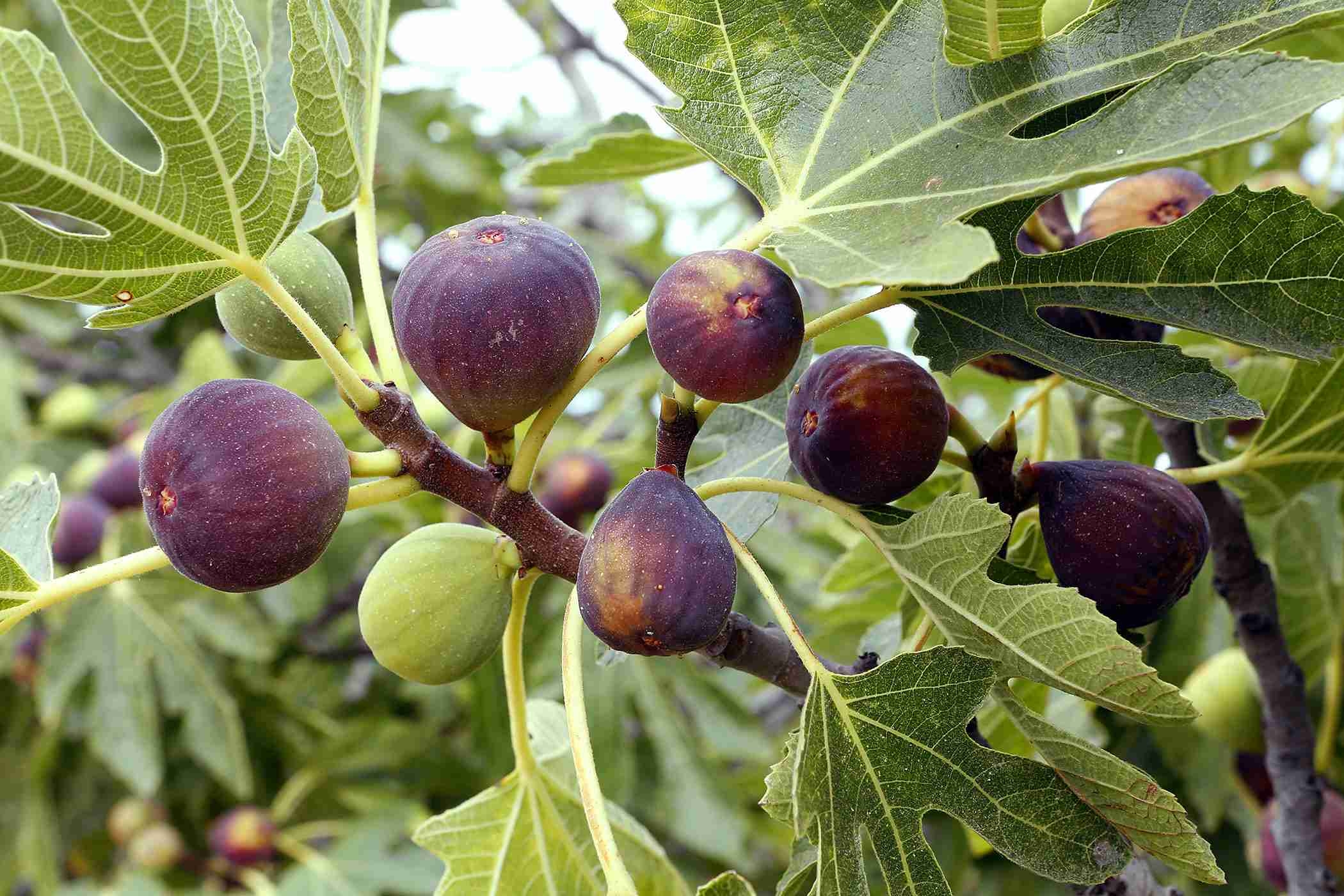 How To Grow Fig Trees PlantNet Australia