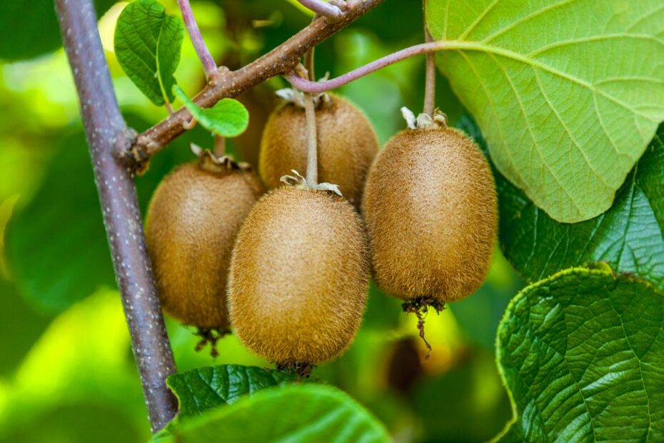 How To Grow Kiwifruit Tips For Optimising Growth U0026 Health Seasol