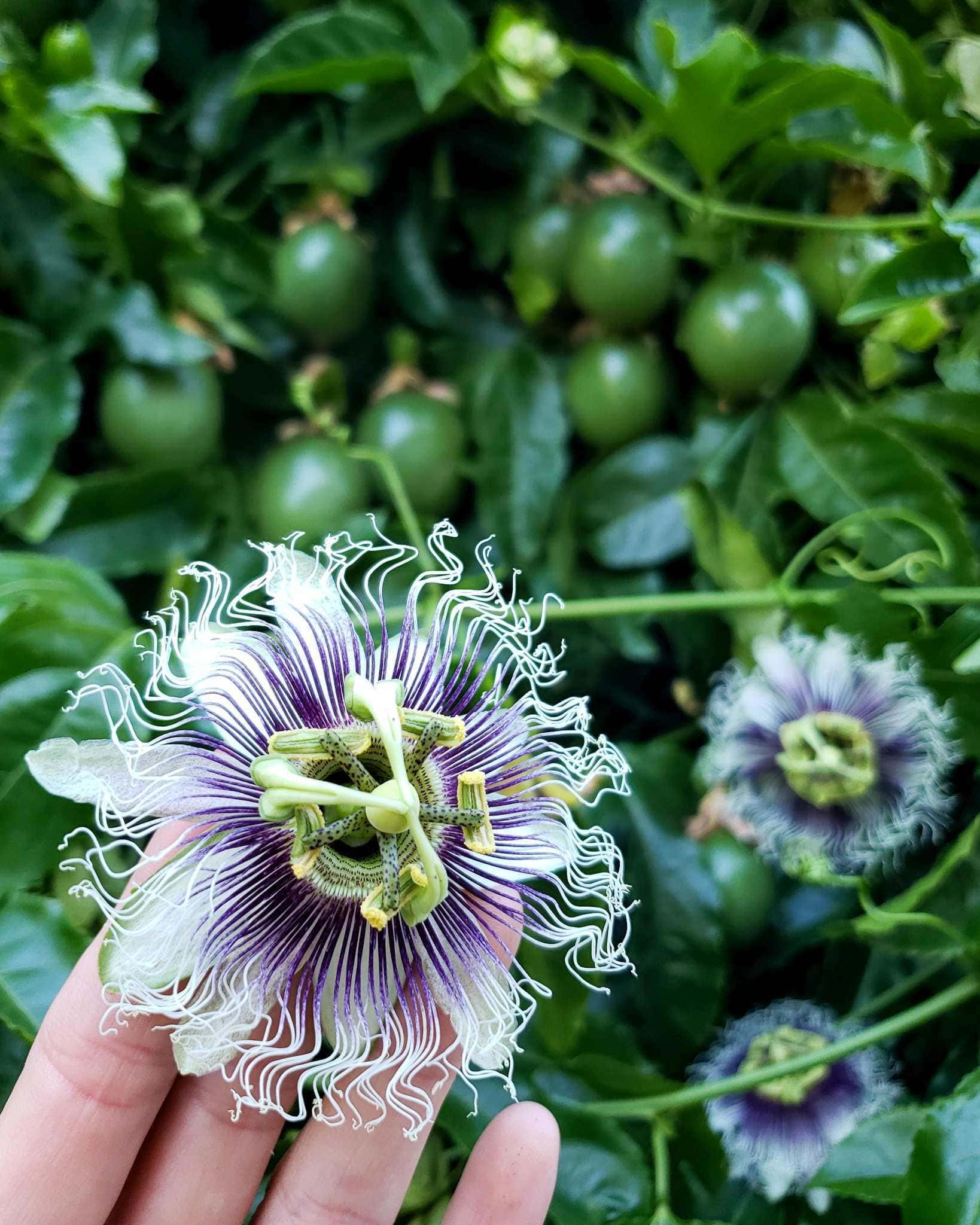 How To Grow Purple Passion Fruit Vs Maypops The Ultimate Guide 