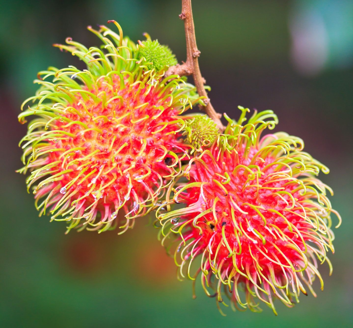 How To Grow Rambutan Fruit Trees Where Can You Grow Rambutans Gardening Know How
