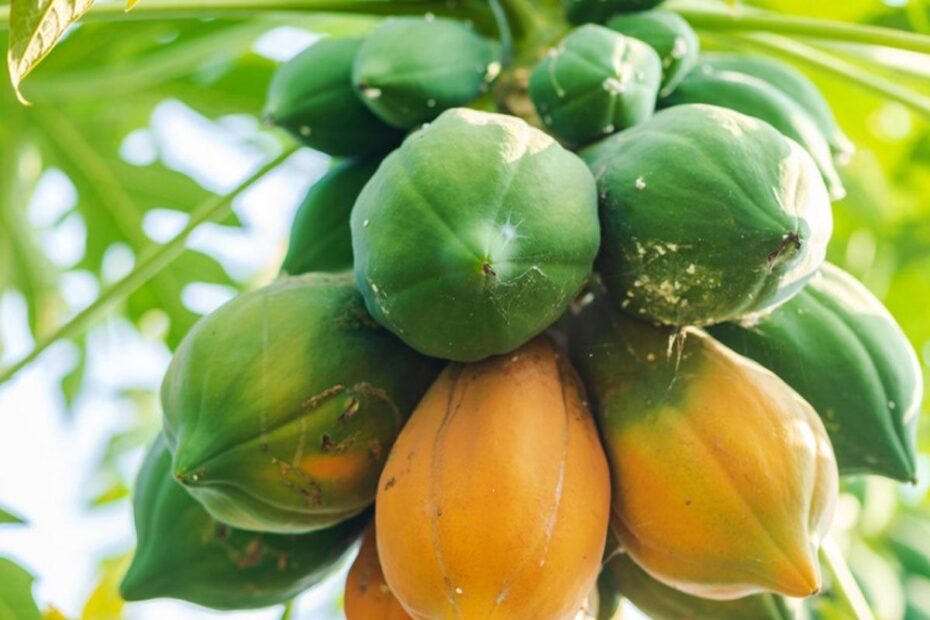 How To Harvest Papayas Papaya Harvesting Methods Gardening