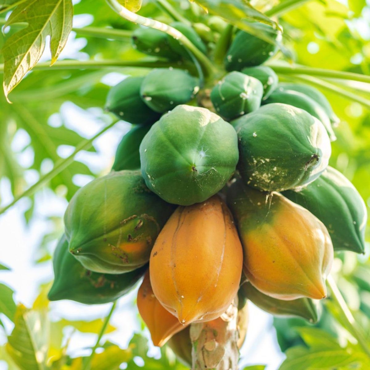 How To Harvest Papayas Papaya Harvesting Methods Gardening 
