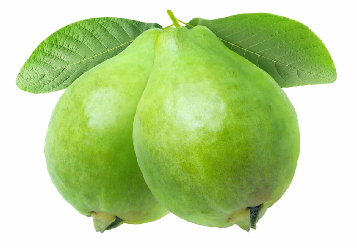 How To Increase Guava Fruit Size Management For Getting Bigger Guava Fruits