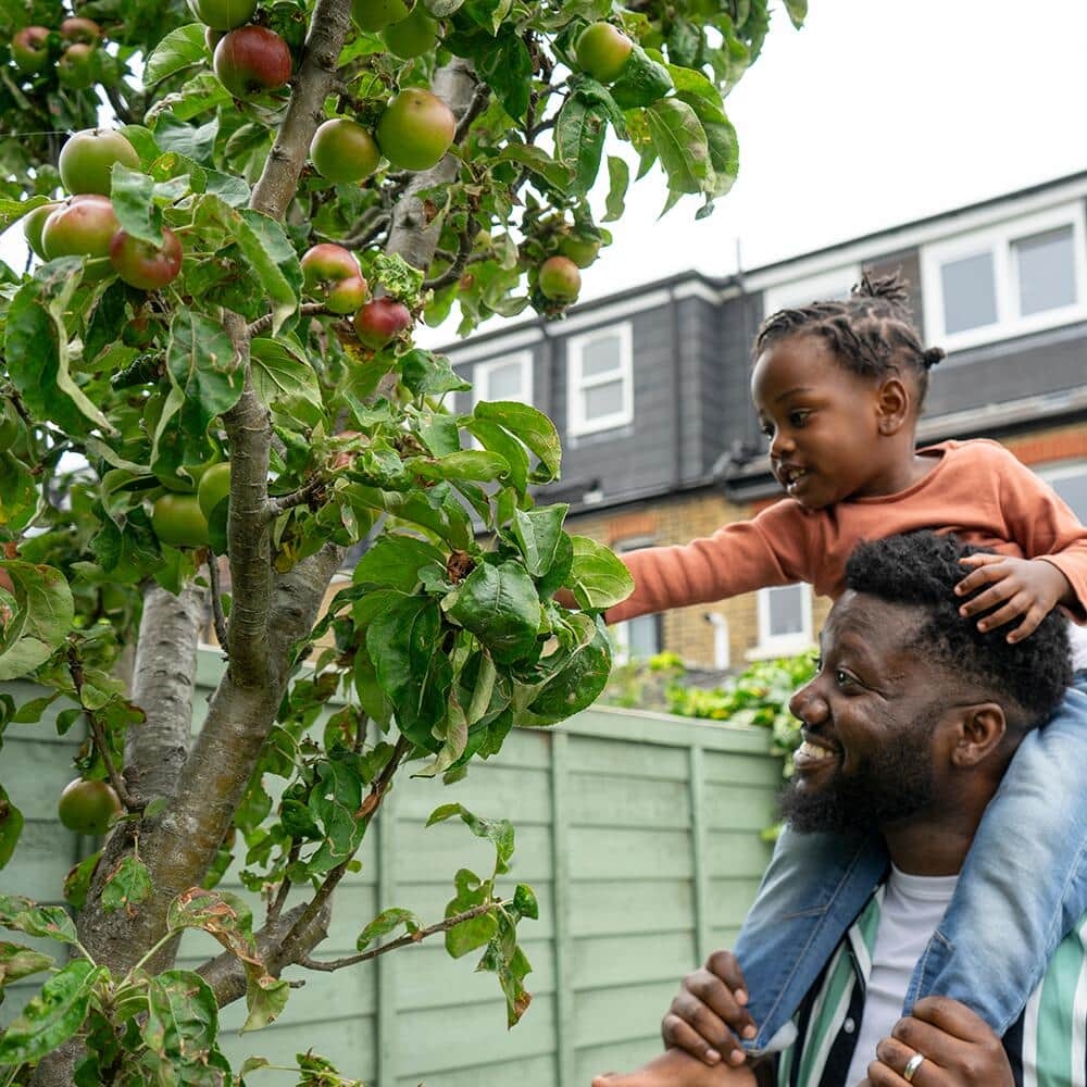 How To Plant And Care For Fruit Trees The Home Depot