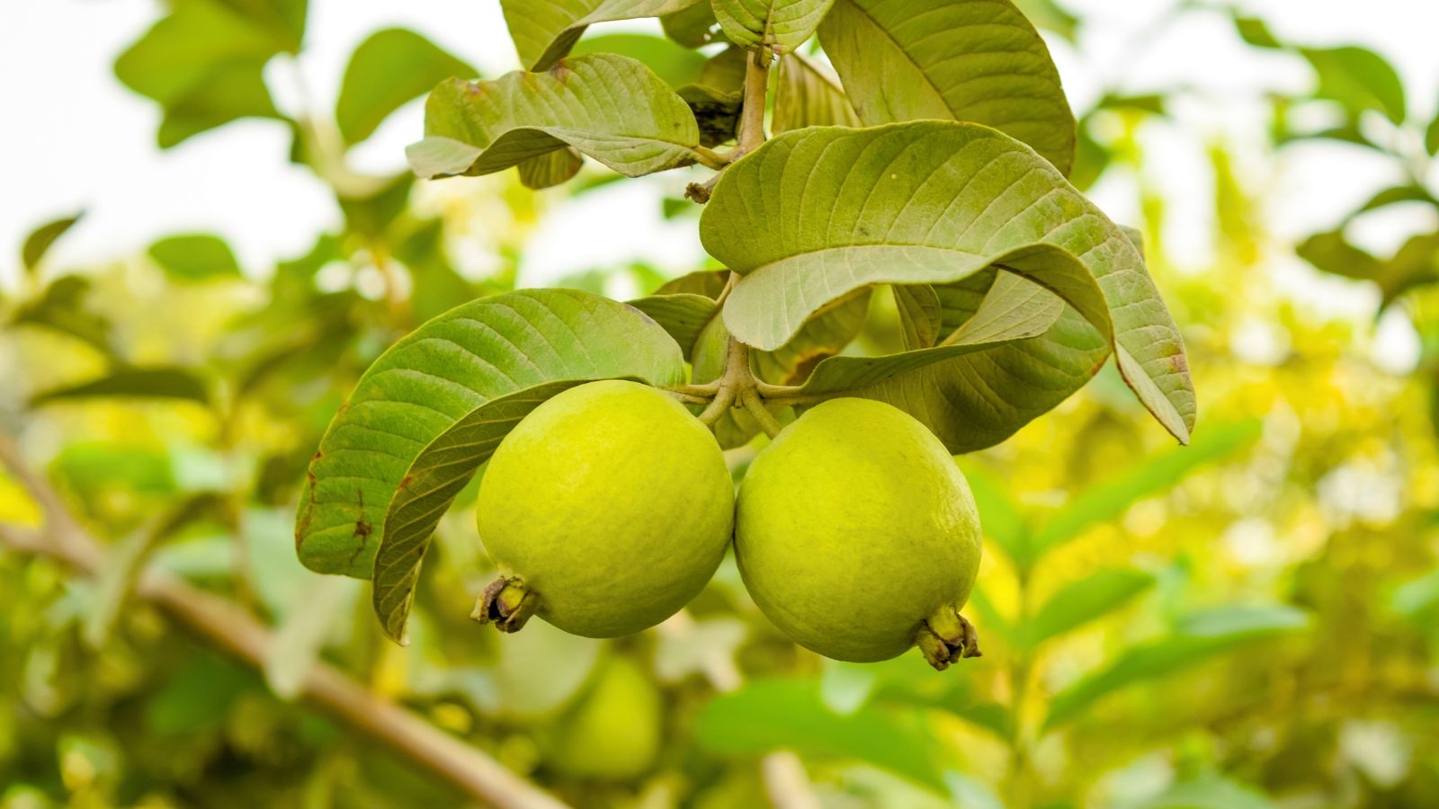 How To Plant Grow And Care For A Guava Tree