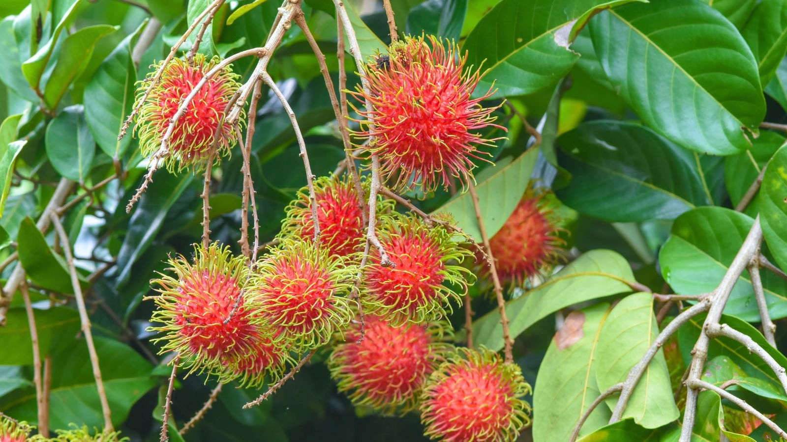 picture of rambutan tree with fruits