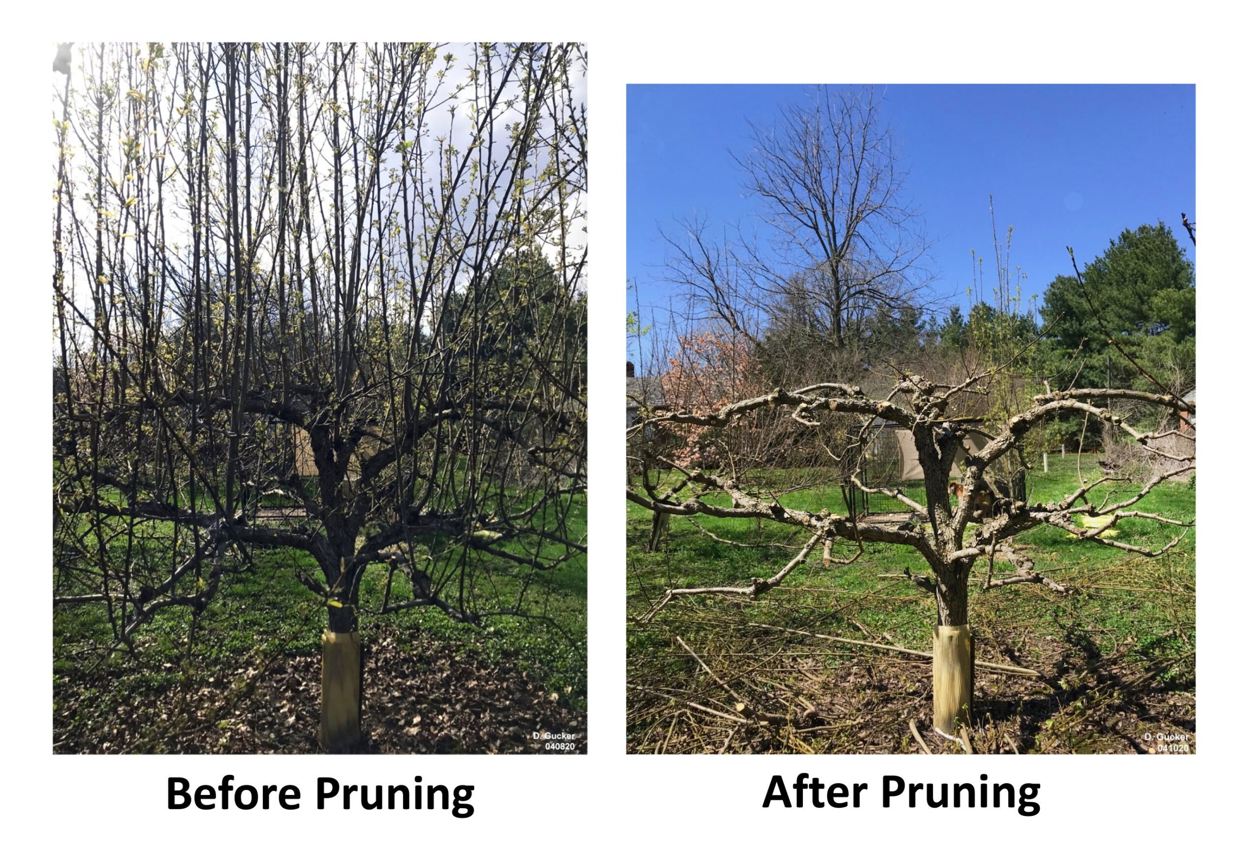 How To Prune Fruit Trees And Maximize Your Home Orchard Know How Know More Illinois Extension UIUC