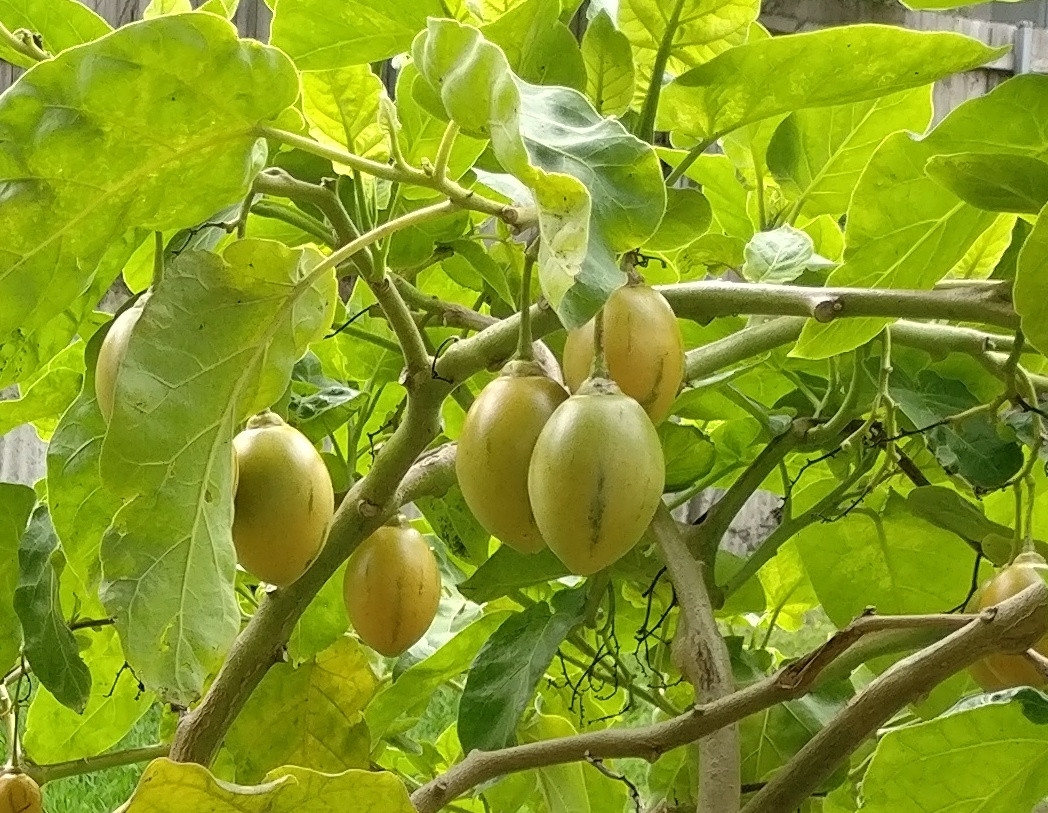 fruit tree pictures identification