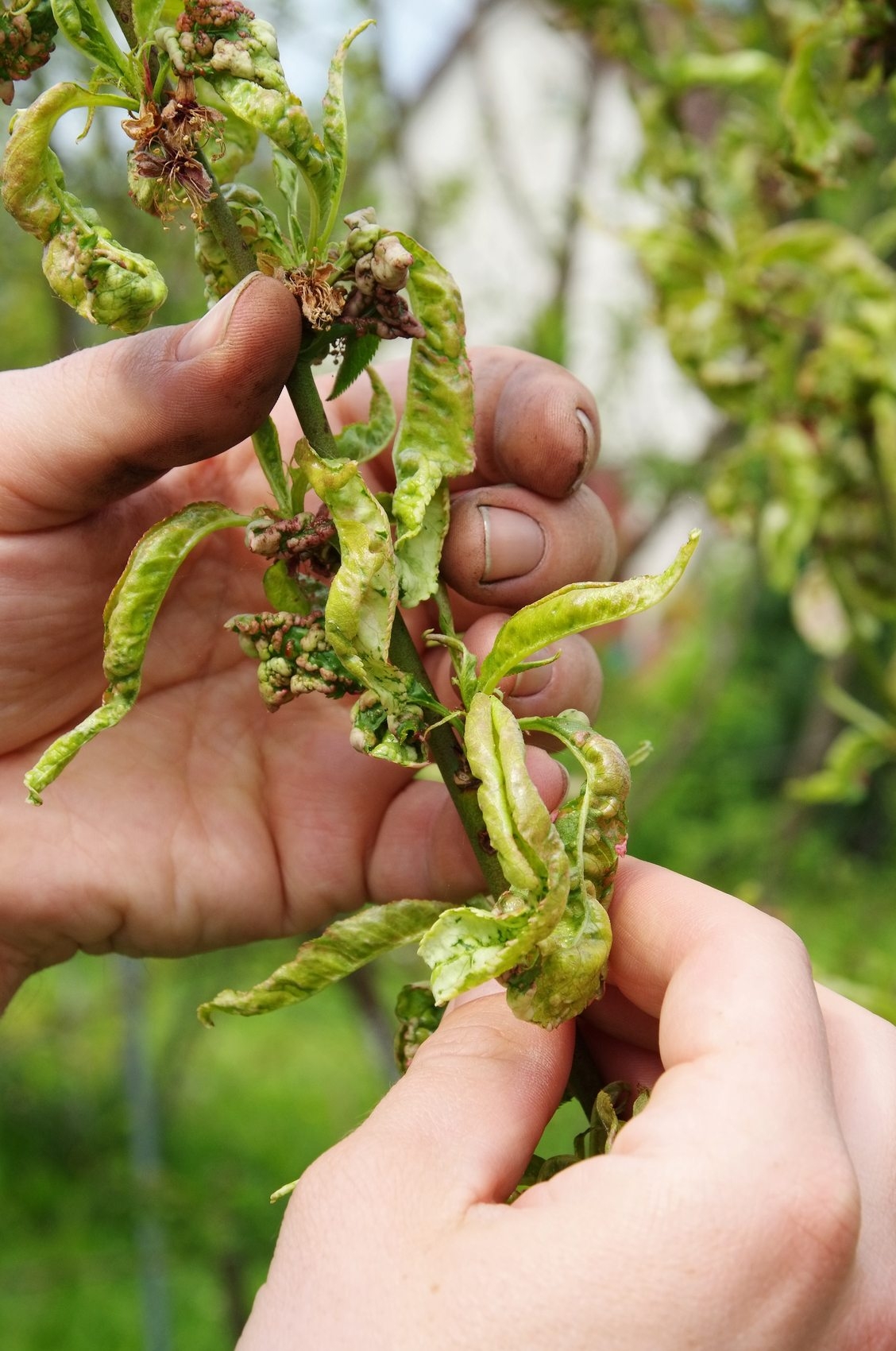 Identification Of Fruit Tree Diseases Common Disease Symptoms In 