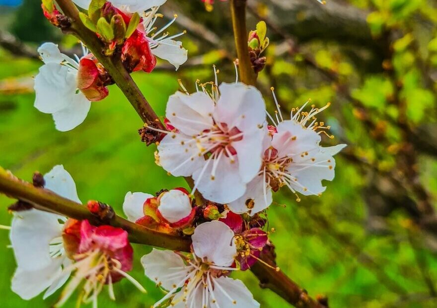 Identifying Fruit Trees By Their Flowers Grow Great Fruit
