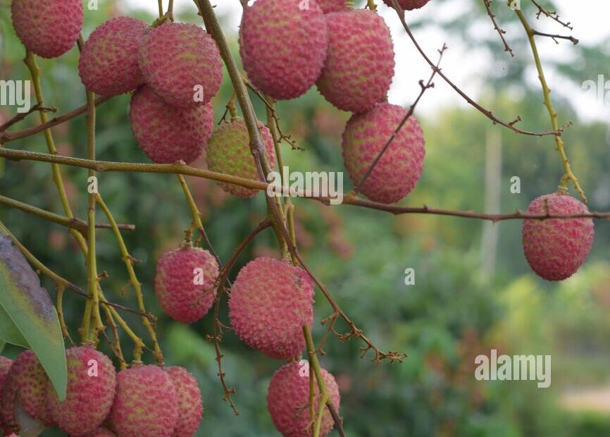 Indian Fruit Tree Hi res Stock Photography And Images Alamy