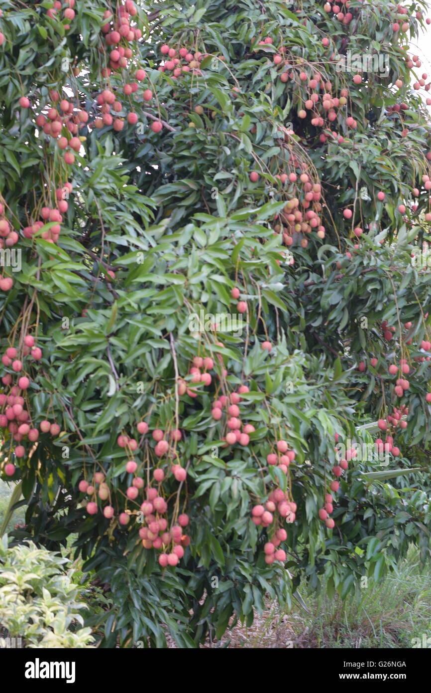Indian Fruits Hi res Stock Photography And Images Alamy