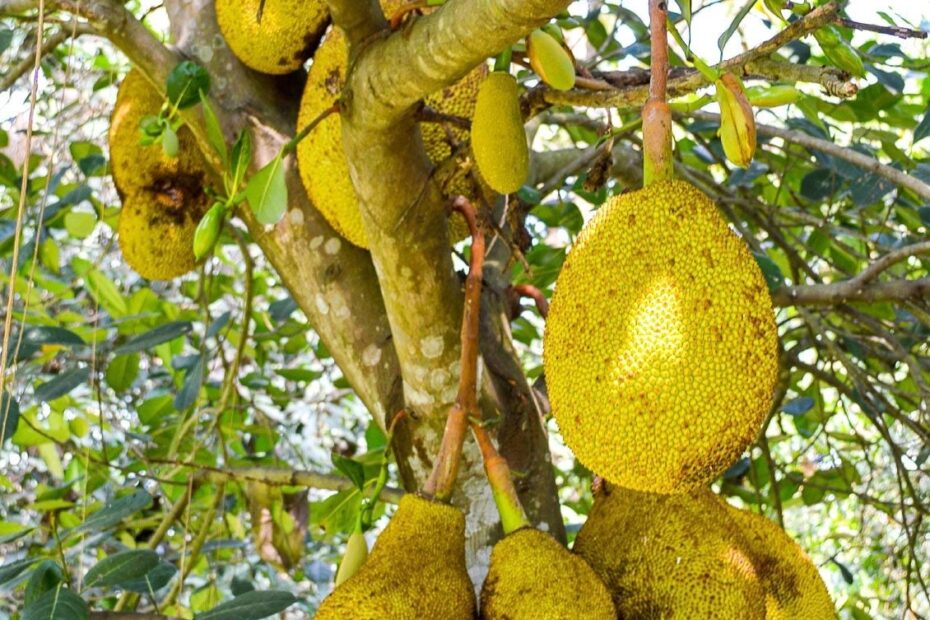 Jackfruit Care How To Grow Jackfruit Trees Gardening Know How