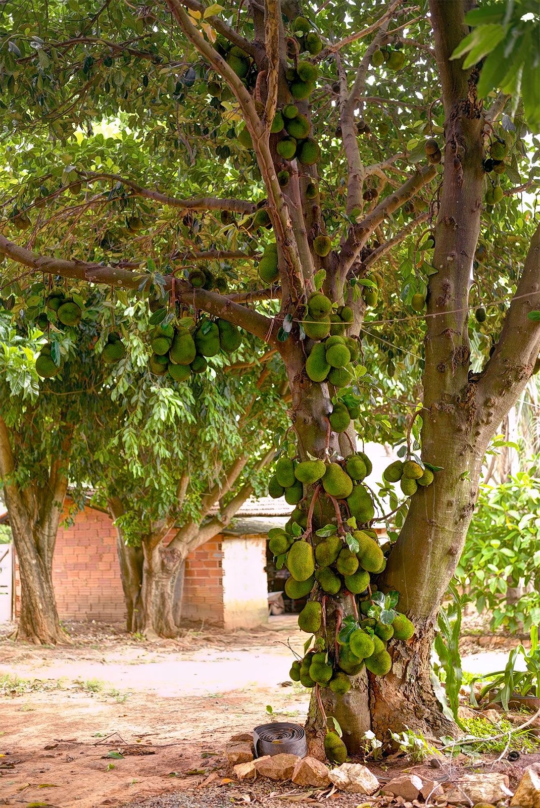 Jackfruit Description U0026 Uses Britannica