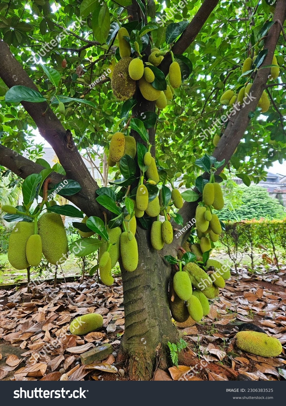 jack fruit tree picture