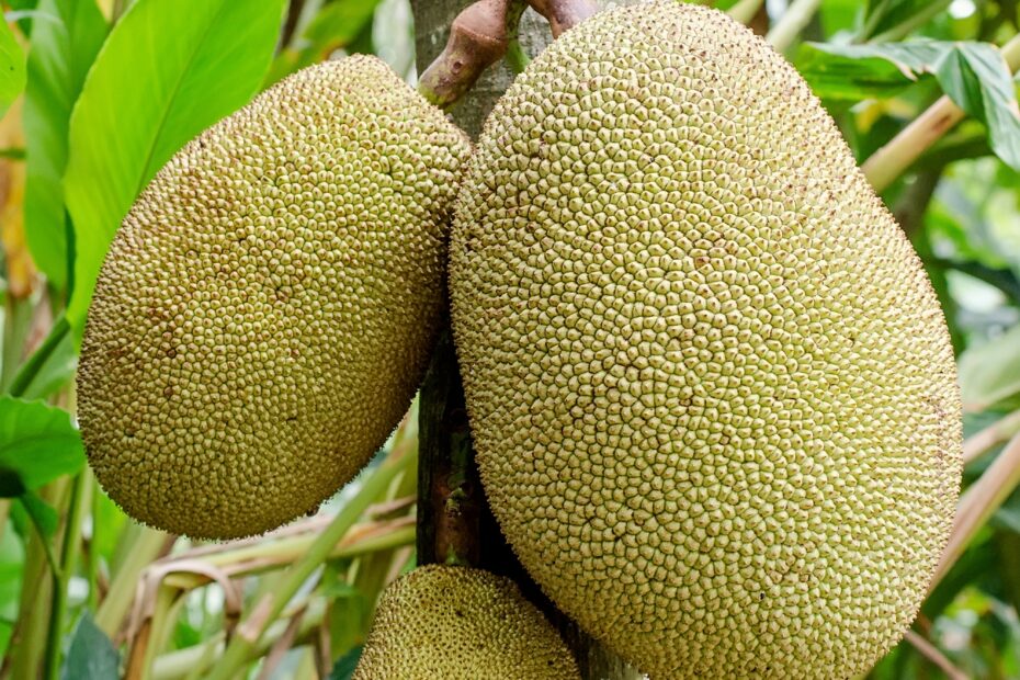Jackfruit Wikipedia