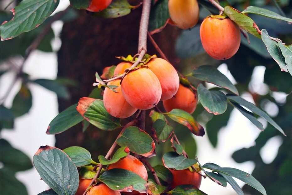 Japanese Persimmon Plant Britannica