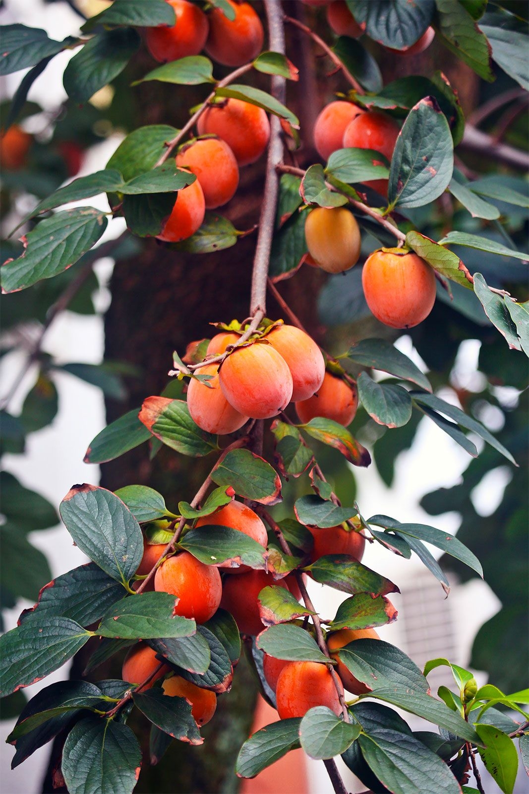 Japanese Persimmon Plant Britannica
