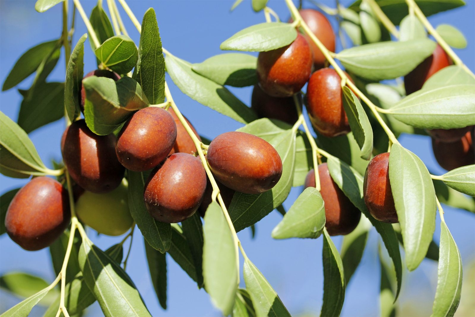 Jujube Description Tree Fruit U0026 Species Britannica