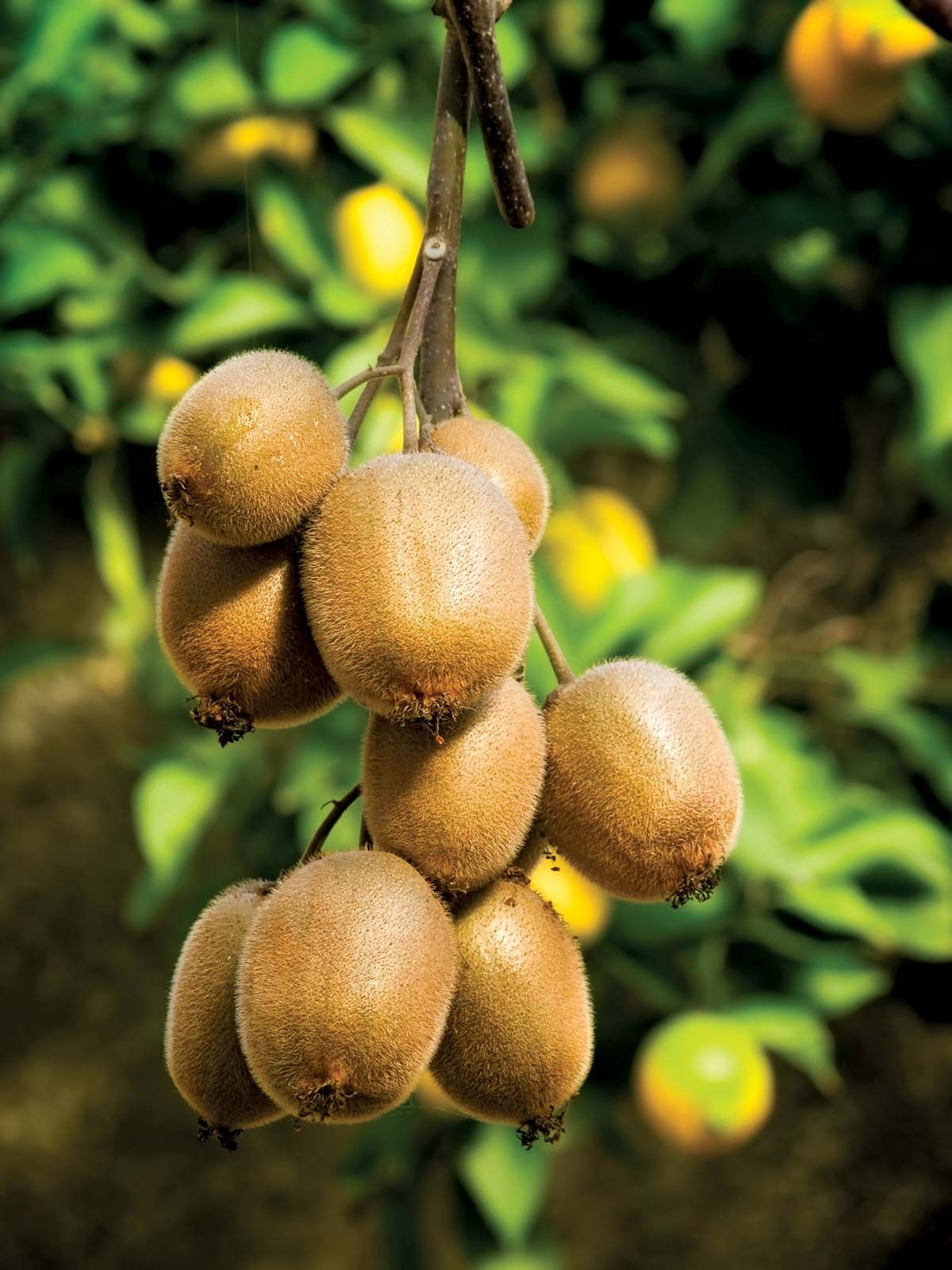 picture of kiwi fruit