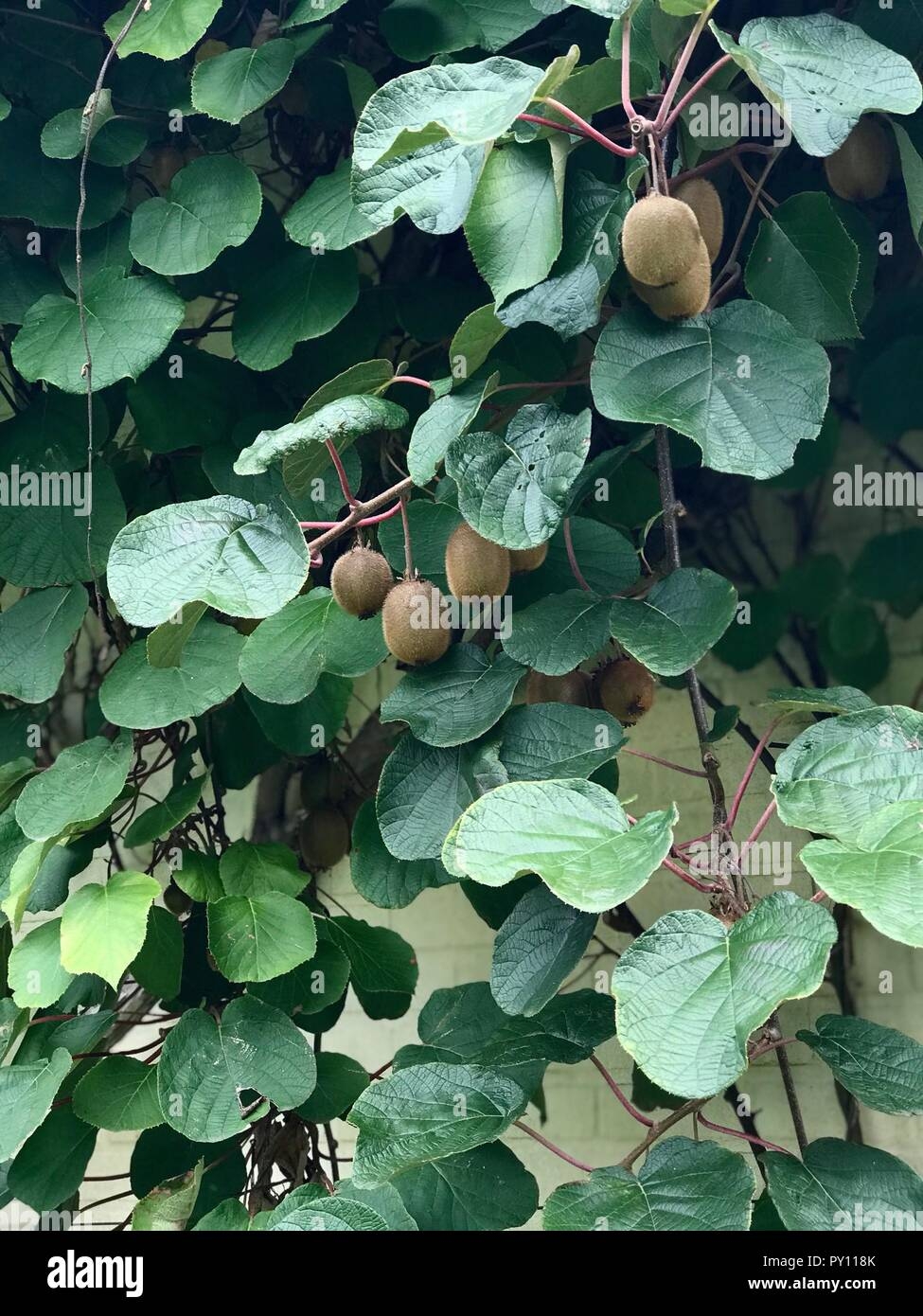 Kiwi Fruit Growing On A Kiwi Tree Belgium Stock Photo Alamy