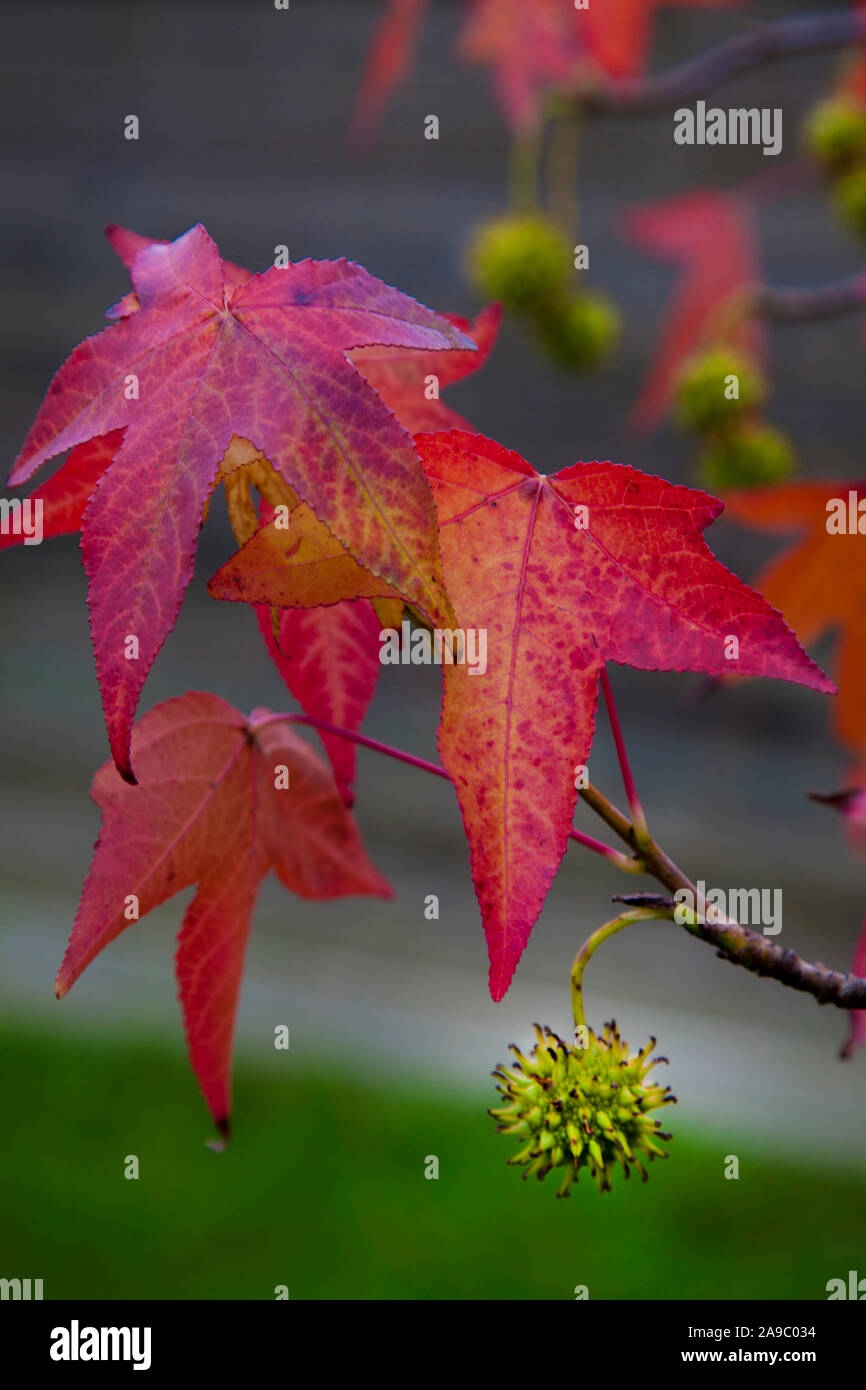 maple fruit picture