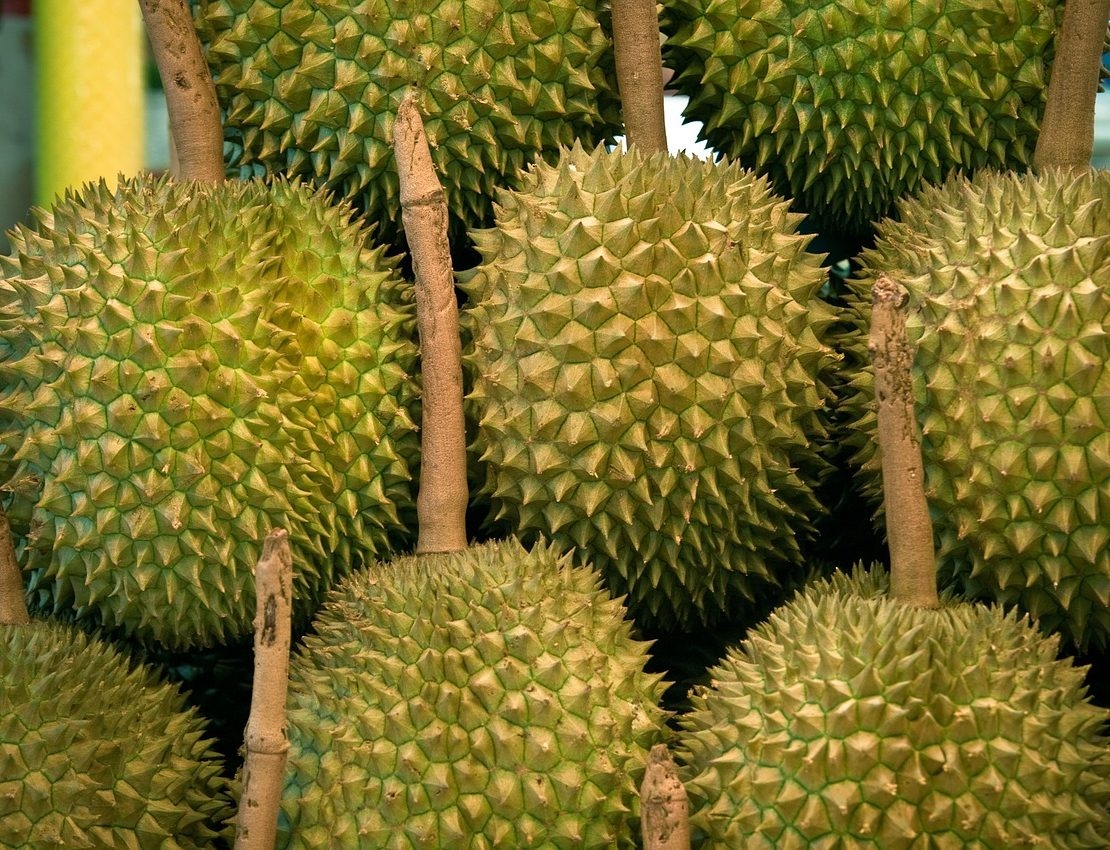 marang fruit picture