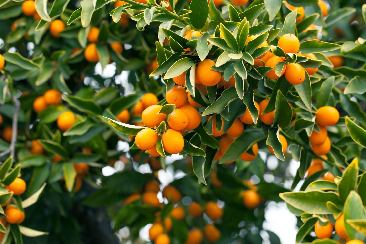Kumquat Tips On Planting U0026 Care Plantura