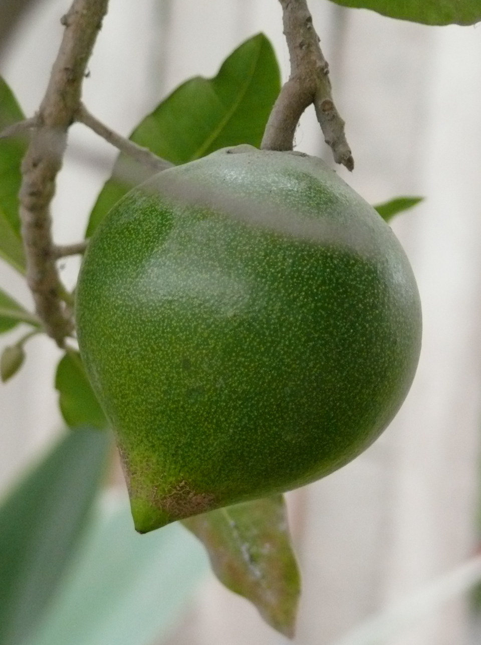 lucuma fruit picture