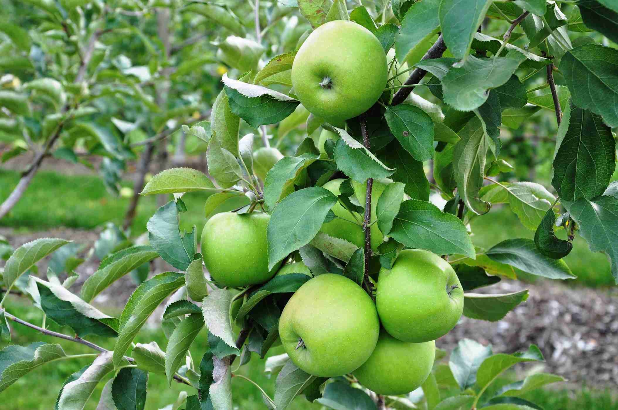 Leprechaun Dwarf Granny Smith Apple PlantNet Australia