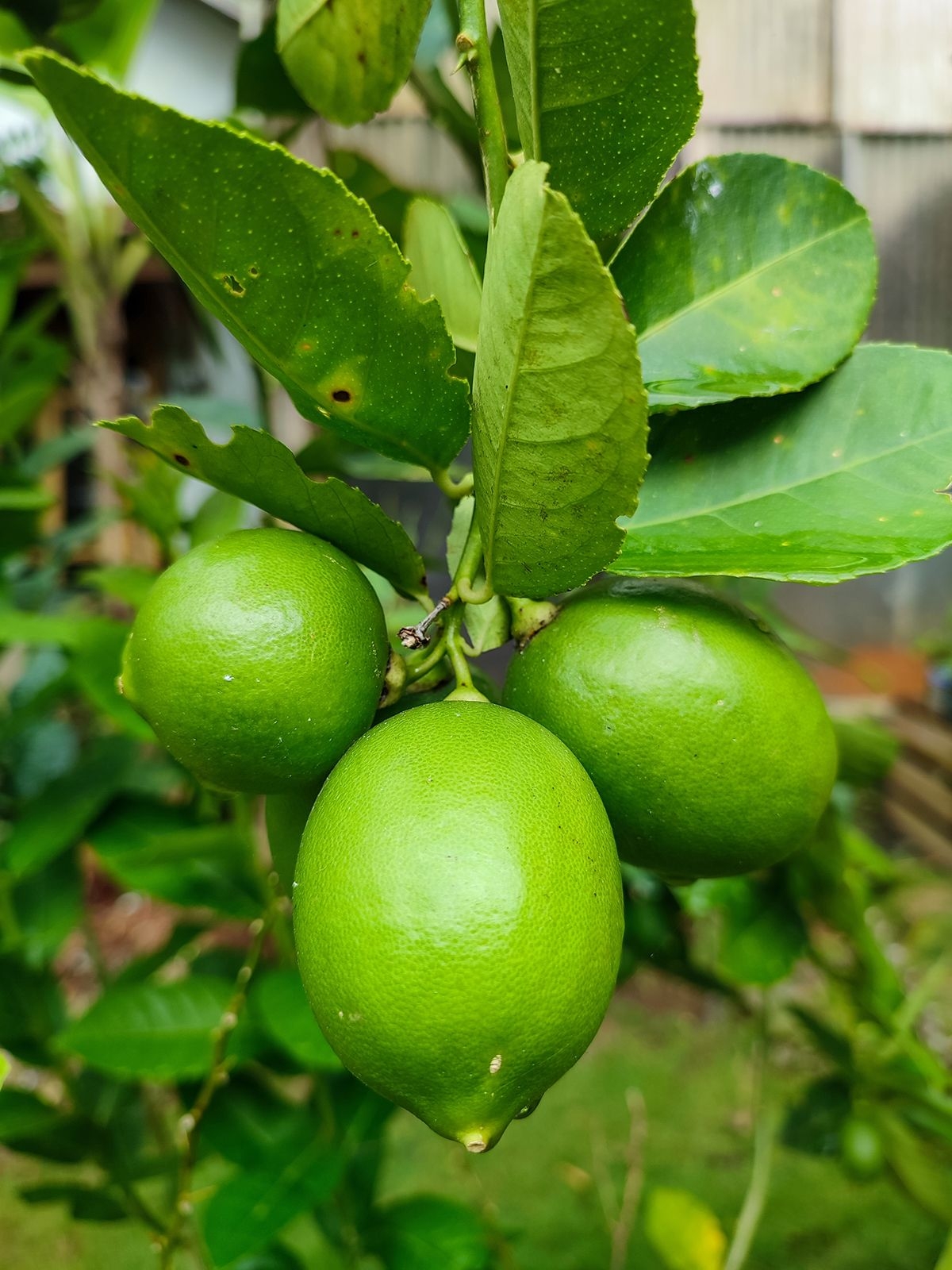 Lime Description Fruit Types Varieties History U0026 Facts Britannica