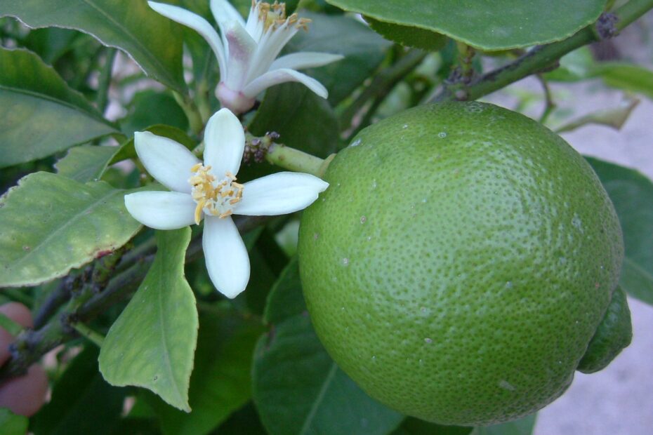 Lime fruit Wikipedia