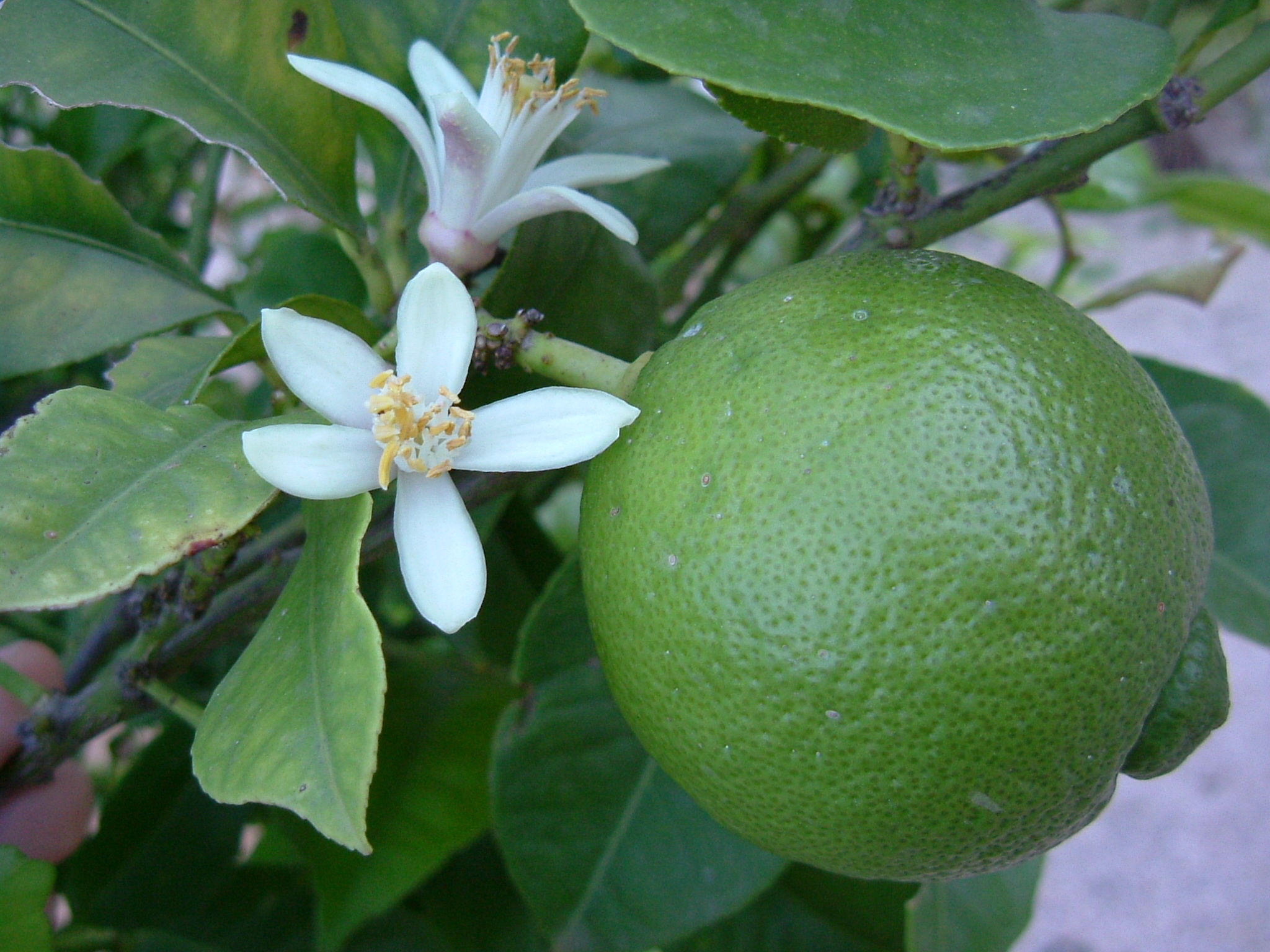 Lime fruit Wikipedia